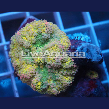 Rainbow Ricordea Mushroom Coral Solomon