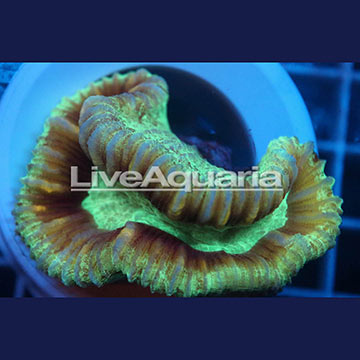 Open Brain Coral Solomon