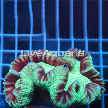 Open Brain Coral Solomon