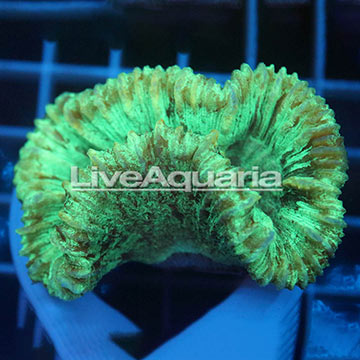 Open Brain Coral Solomon
