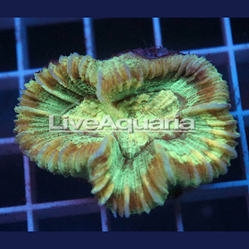 Open Brain Coral Solomon