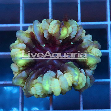 Cynarina Button Coral Solomon