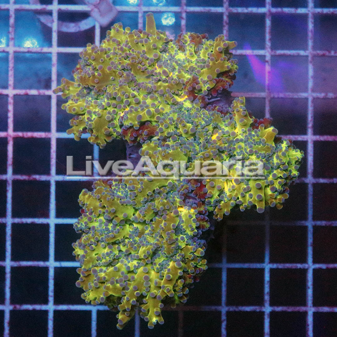 Gold and Green Frogspawn Coral Solomon