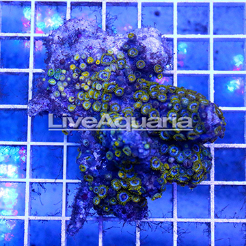 Zoanthus Coral Solomon