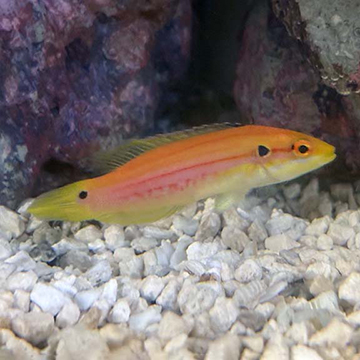 Yellow Candy Hogfish