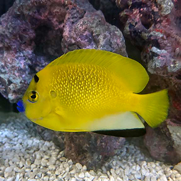 Flagfin Angelfish