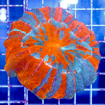 Meat Coral Australia