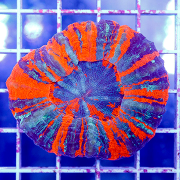 Scolymia Coral Australia