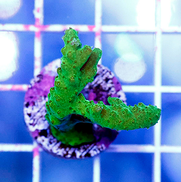 USA Cultured Acropora Coral