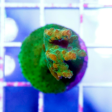 USA Cultured Acropora Coral