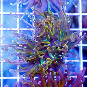 USA Cultured Torch Coral