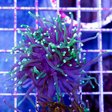 USA Cultured Torch Coral