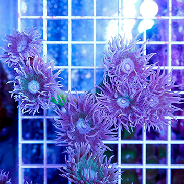 Duncan Coral Australia 