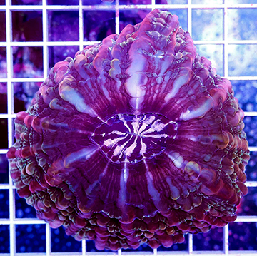 Cynarina Button Coral