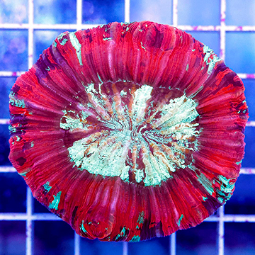 Open Brain Coral Indonesia