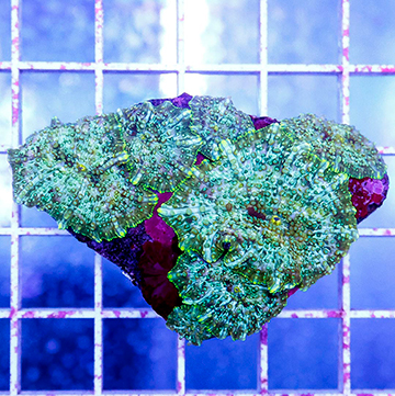 Actinodiscus Mushroom Coral Indonesia