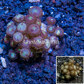 LiveAquaria® Cultured Zoanthus Coral 