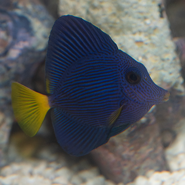 Purple Tang