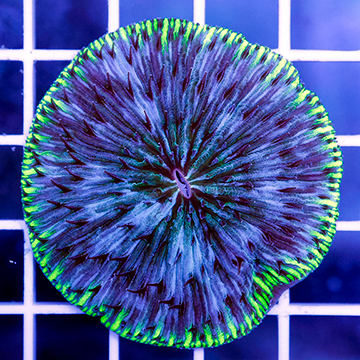 Short Tentacle Plate Coral