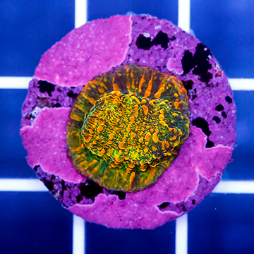 USA Cultured Chalice Coral