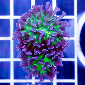 USA Cultured Branching Hammer Coral
