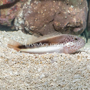 Freckled Hawkfish 