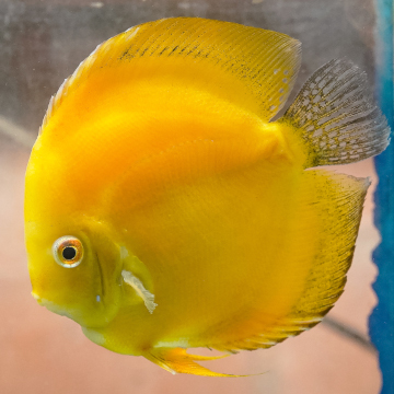 Yellow Discus