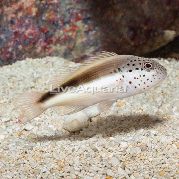 Freckled Hawkfish 