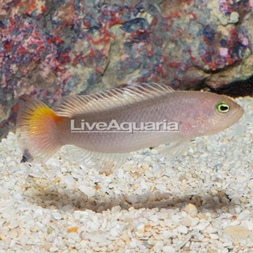 Yellow Breasted Dottyback