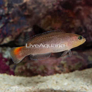 Yellow Breasted Dottyback