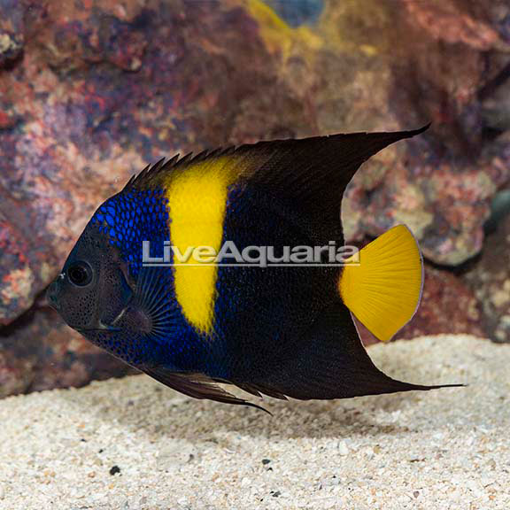 Asfur Angelfish
