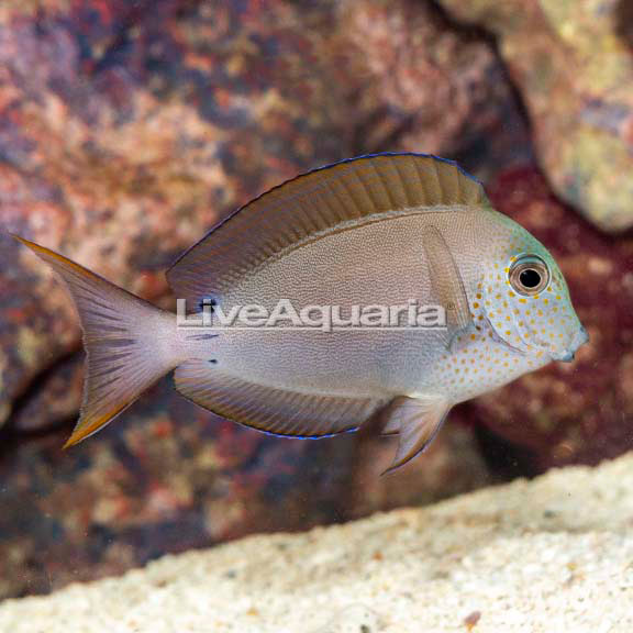 Lavender Tang