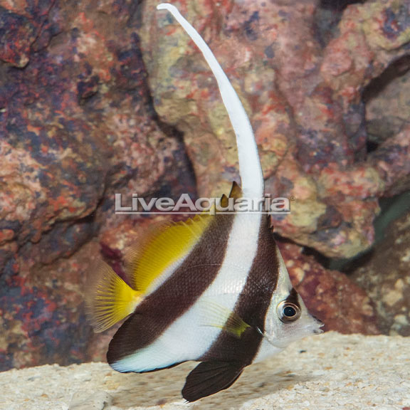 Heniochus Black and White Butterflyfish