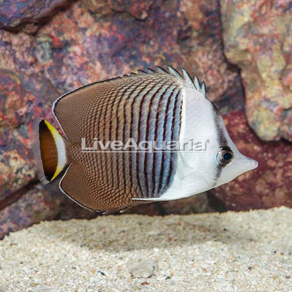 Whiteface Butterflyfish