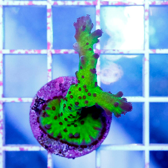 USA Cultured Ultra Acropora Coral (click for more detail)