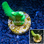 LiveAquaria® Cultured Porites Coral (click for more detail)