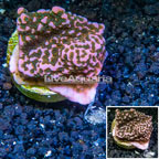 LiveAquaria® Cultured Montipora Coral (click for more detail)