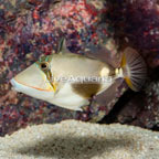 Bursa Triggerfish (click for more detail)