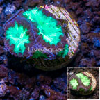 LiveAquaria® Cultured Blastomussa Coral (click for more detail)