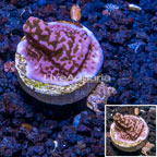 LiveAquaria® Cultured Montipora Coral (click for more detail)