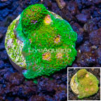 LiveAquaria® Cultured Ultra Chalice Coral (click for more detail)