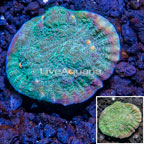 LiveAquaria® Cultured Ultra Chalice Coral (click for more detail)