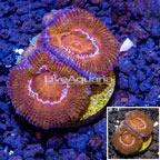 LiveAquaria® Cultured Acan Lord Coral (click for more detail)