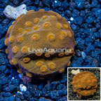 LiveAquaria® Cultured Cyphastrea Frag (click for more detail)