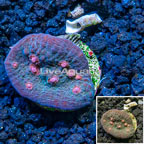 LiveAquaria® Cultured Ultra Chalice Coral (click for more detail)