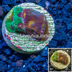 LiveAquaria® Cultured Favia Coral  (click for more detail)