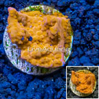 LiveAquaria® Cultured Montipora Coral (click for more detail)