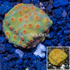 LiveAquaria® Cultured Cyphastrea Frag (click for more detail)