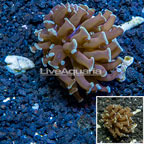 LiveAquaria® Cultured Hammer Coral (click for more detail)