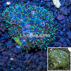 LiveAquaria® Cultured Sympodium Coral  (click for more detail)